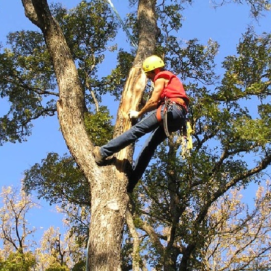 Houston Tree Service